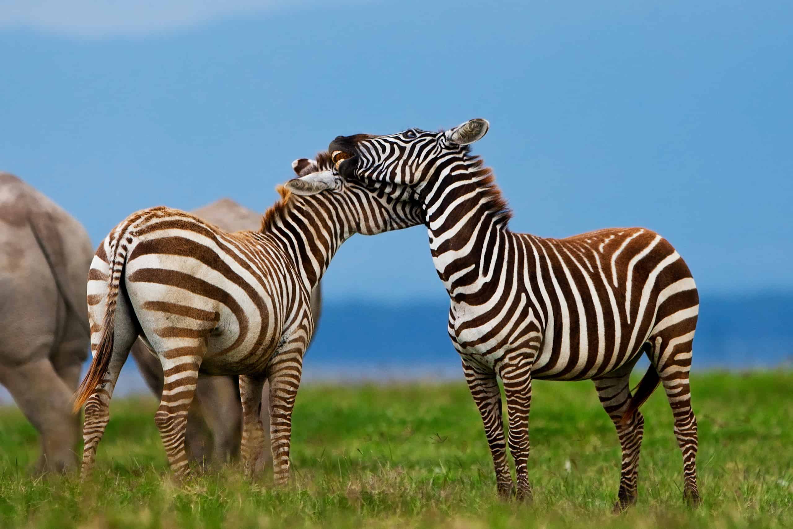 safari lake nakuru