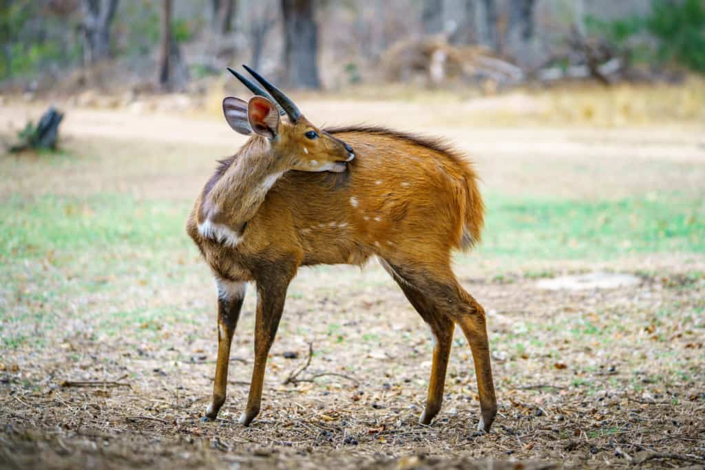 Lion Sands Bushbuck