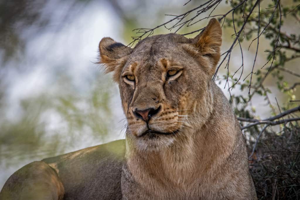 Lion Sands Private Game Reserve lioness