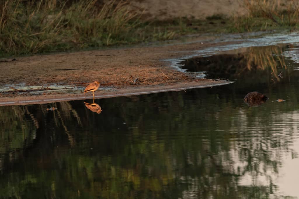 Bird standing in Sand River, Londolozi