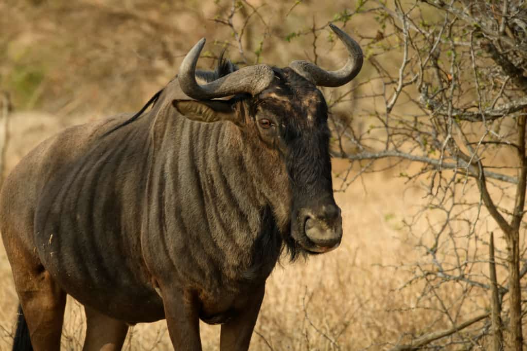 Londolozi wildbeest looks on