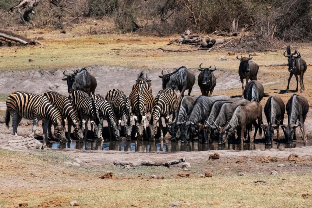 Madikwe Game Reserve zebras and wildebeest