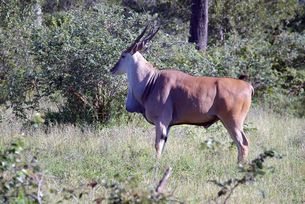 Makalali Private Game Reserve antelope