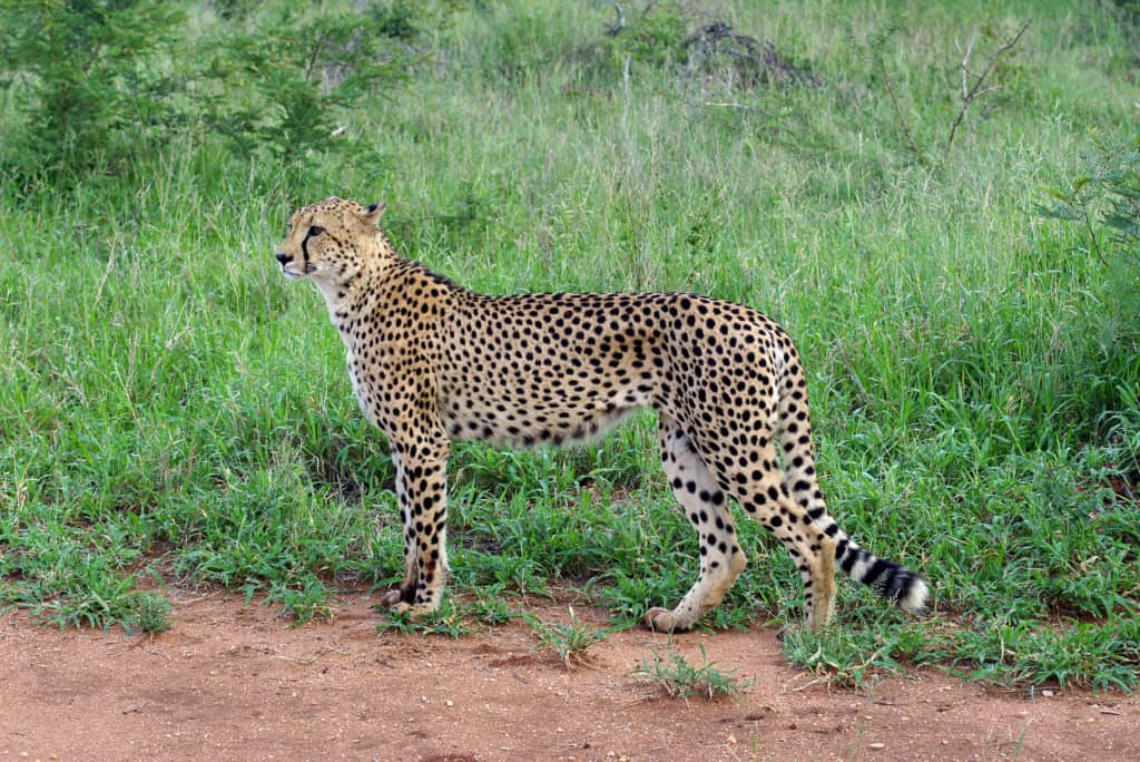 Makalali Private Game Reserve leopard