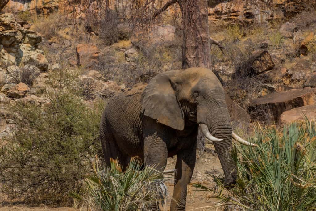 Mapungubwe National Park elephant