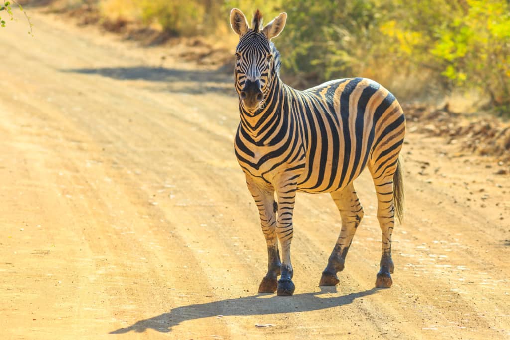 Marakele National Park zebra