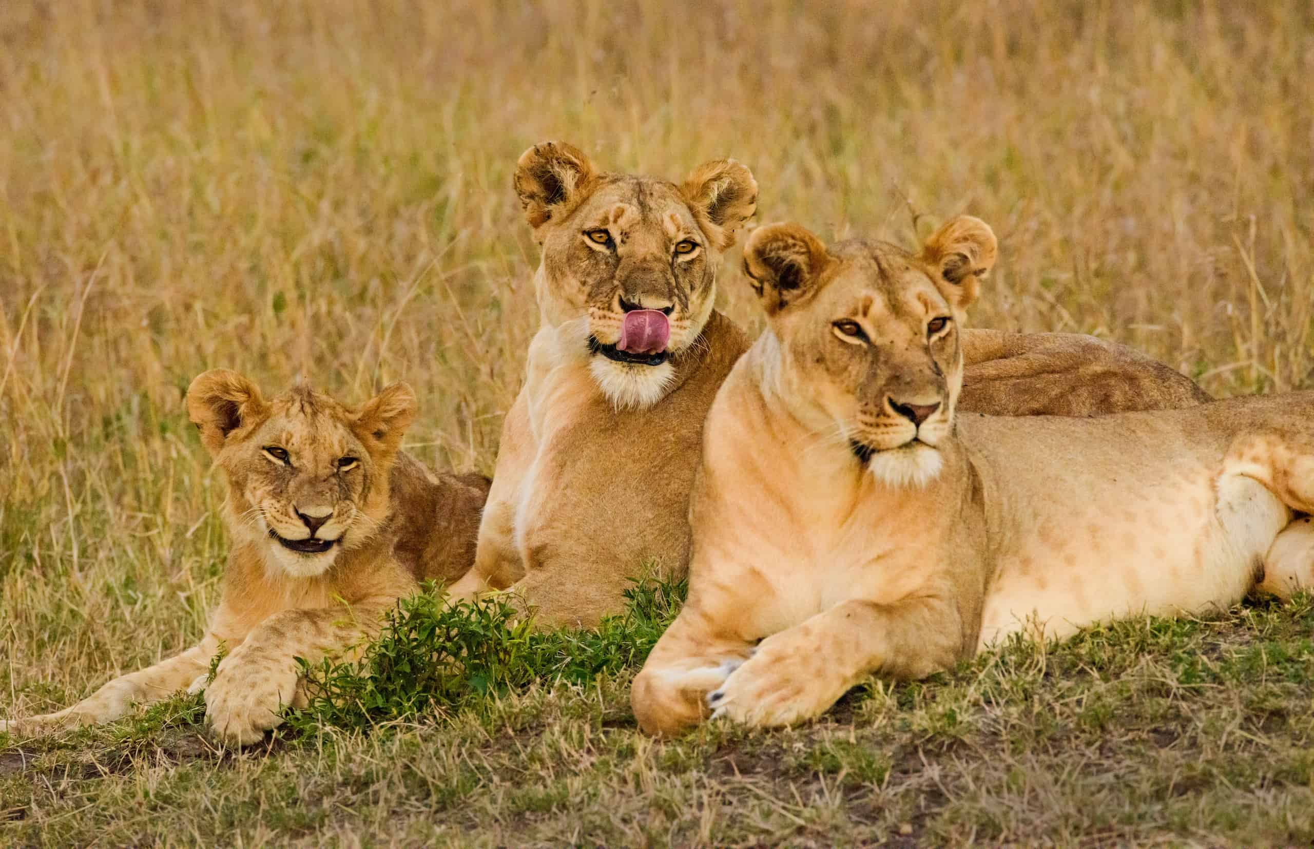 safari masai mara precio