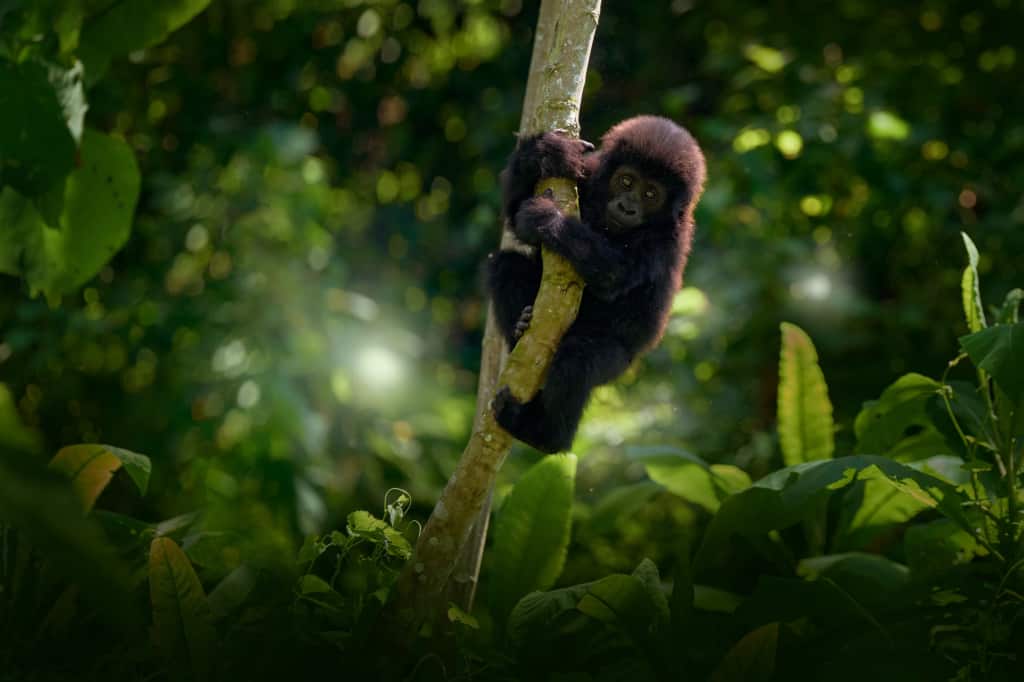 Mgahinga National Park baby gorilla