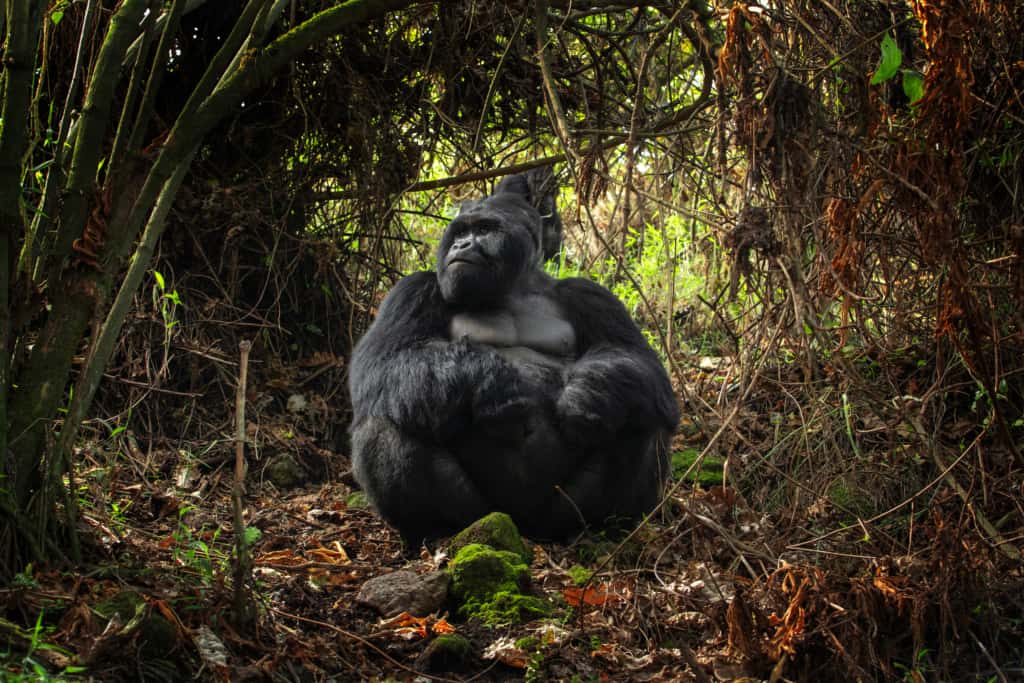 A huge gorilla sitting down in Mgahinga Gorilla National Park