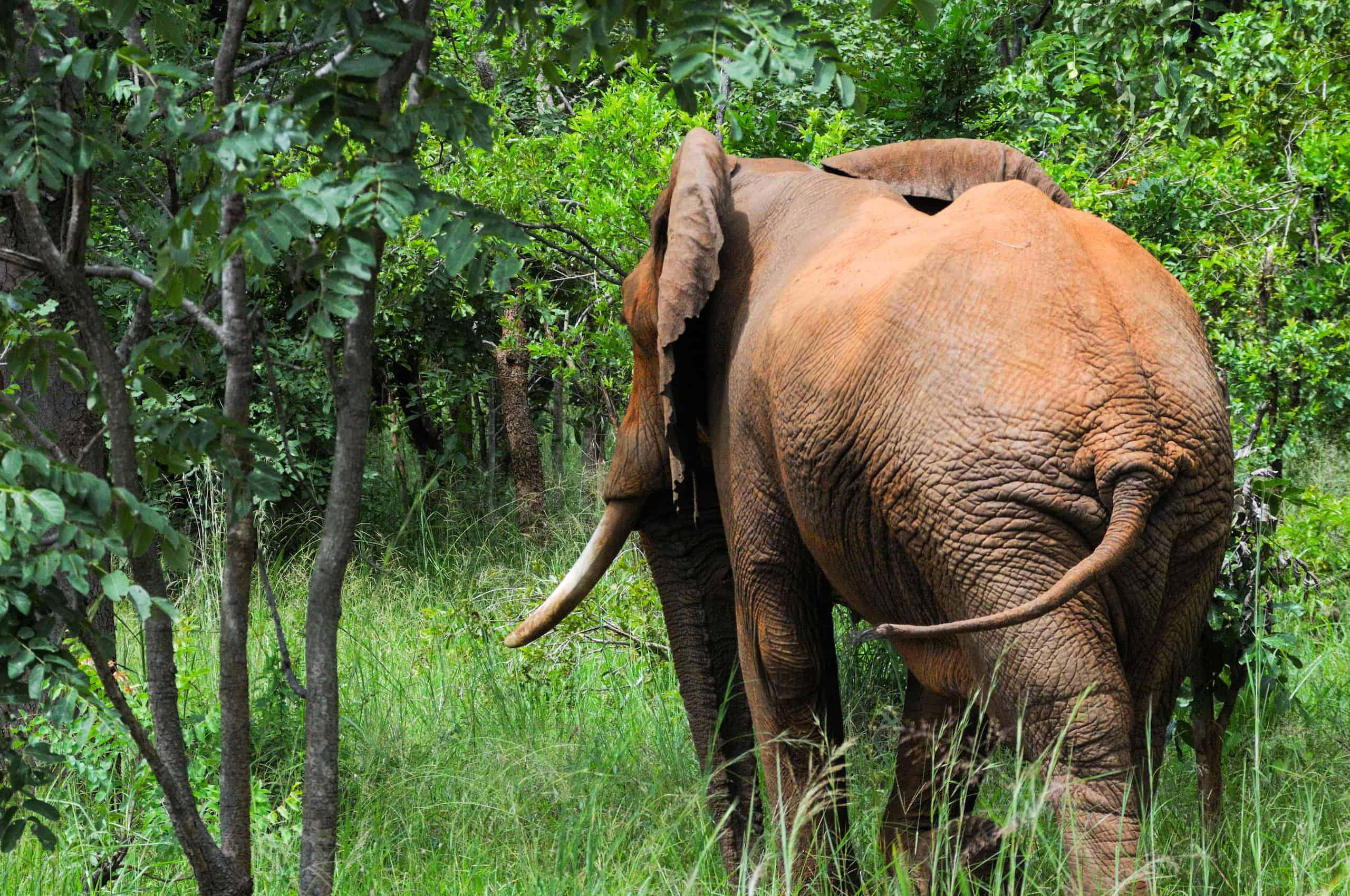 mikumi safari tanzania