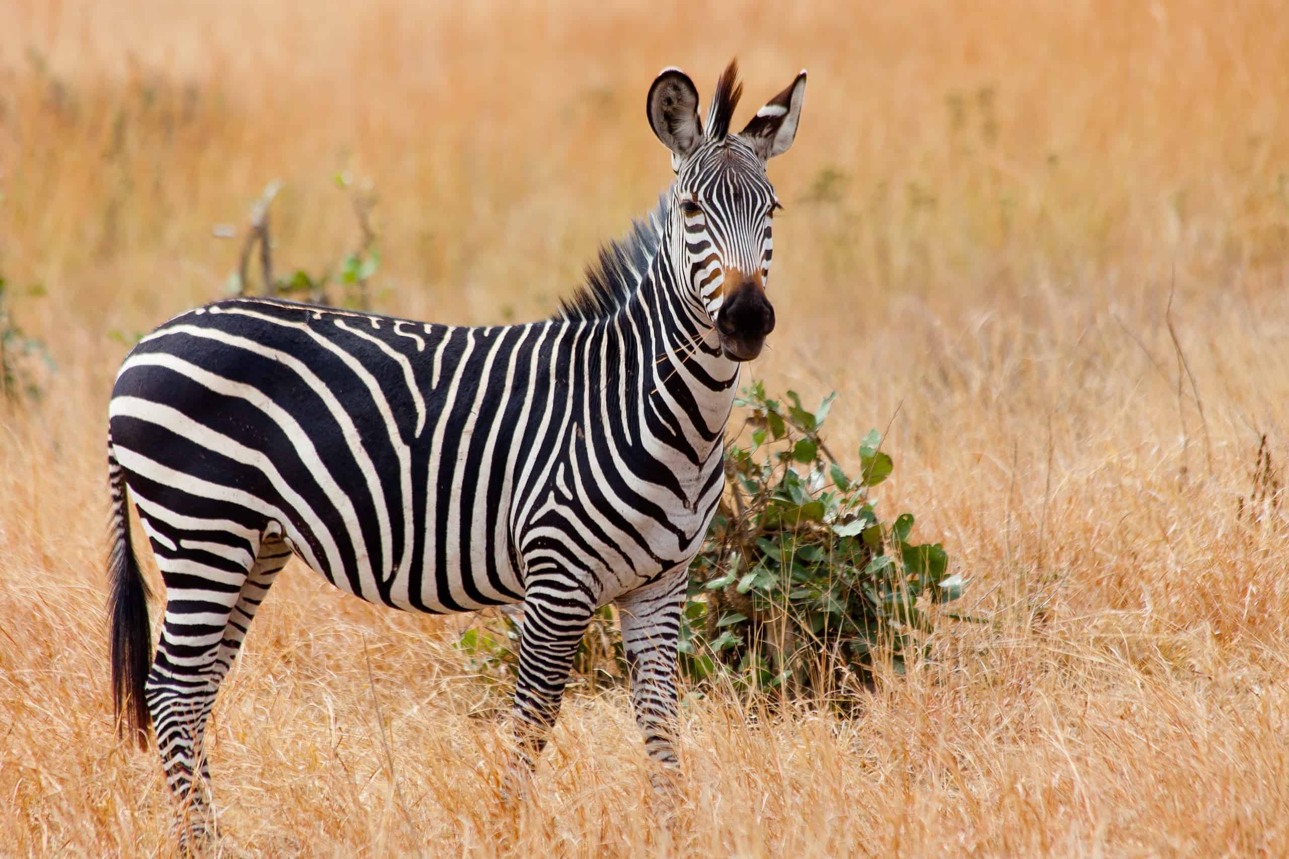 mikumi safari tanzania