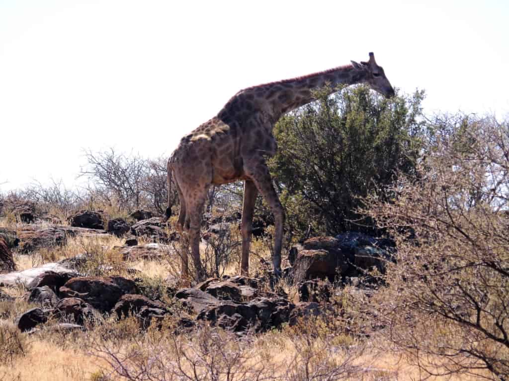 Mokala National Park giraffe