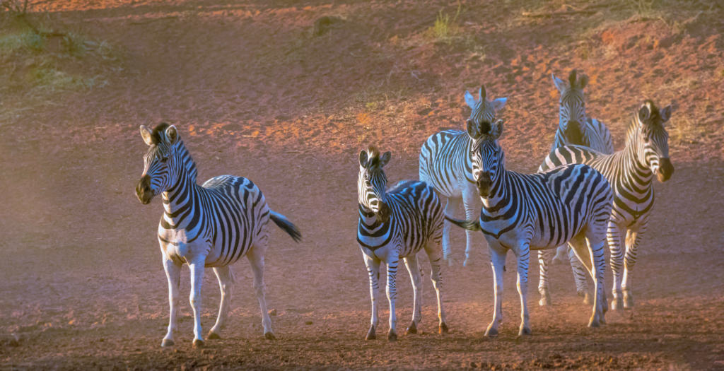 Mokala National Park zebras