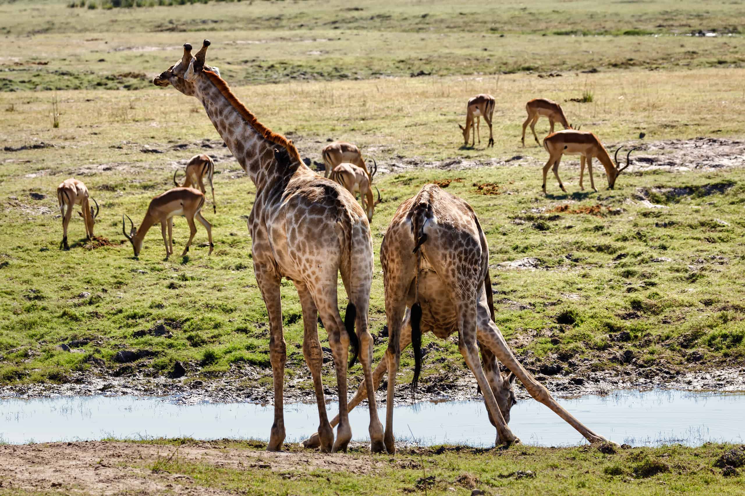 chobe safari