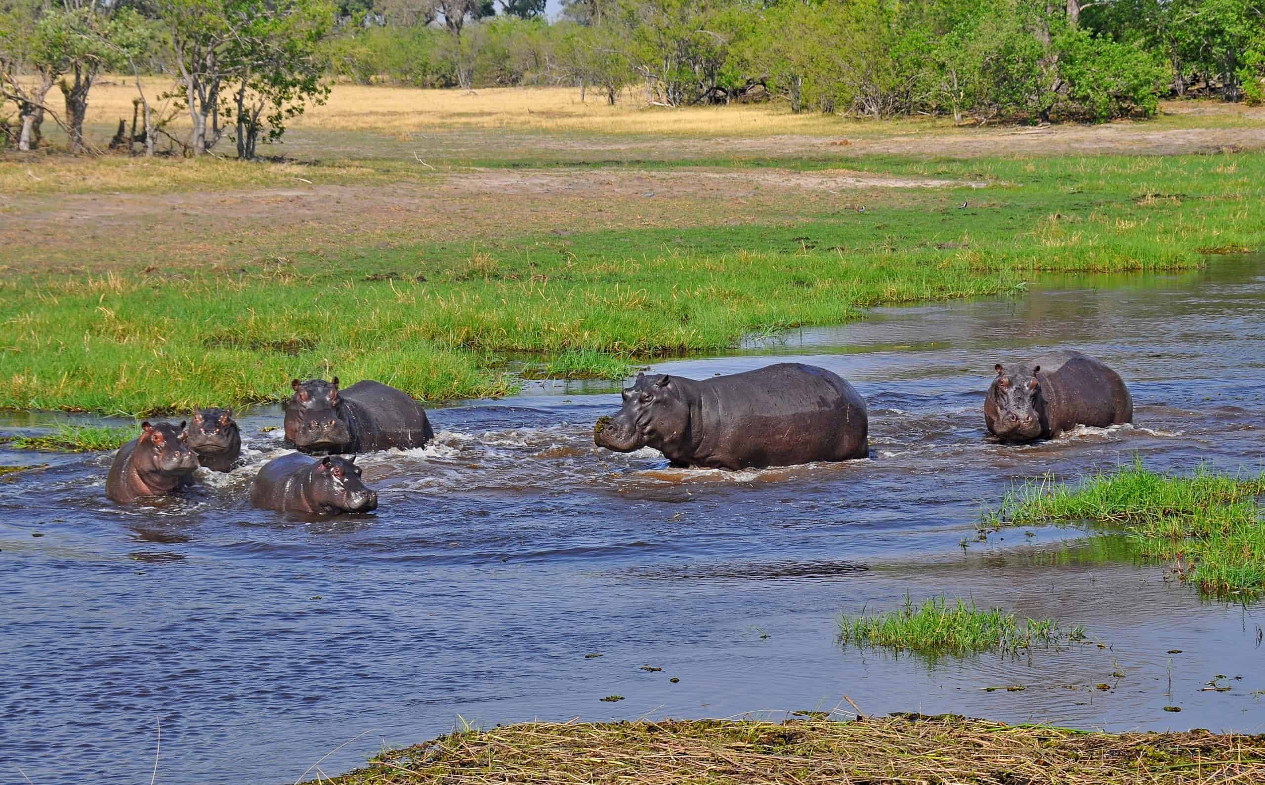 safari chobe national park