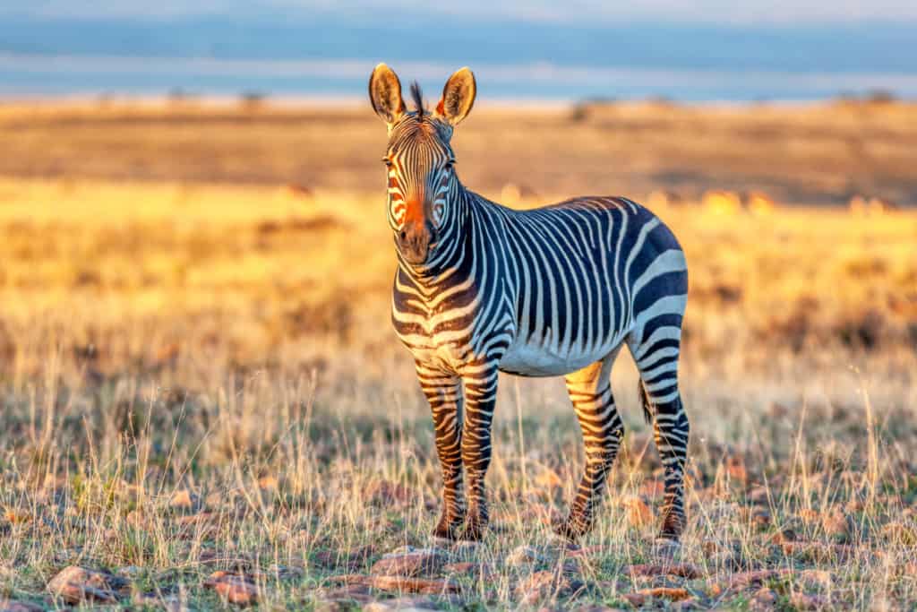 Mountain Zebra National Park zebra