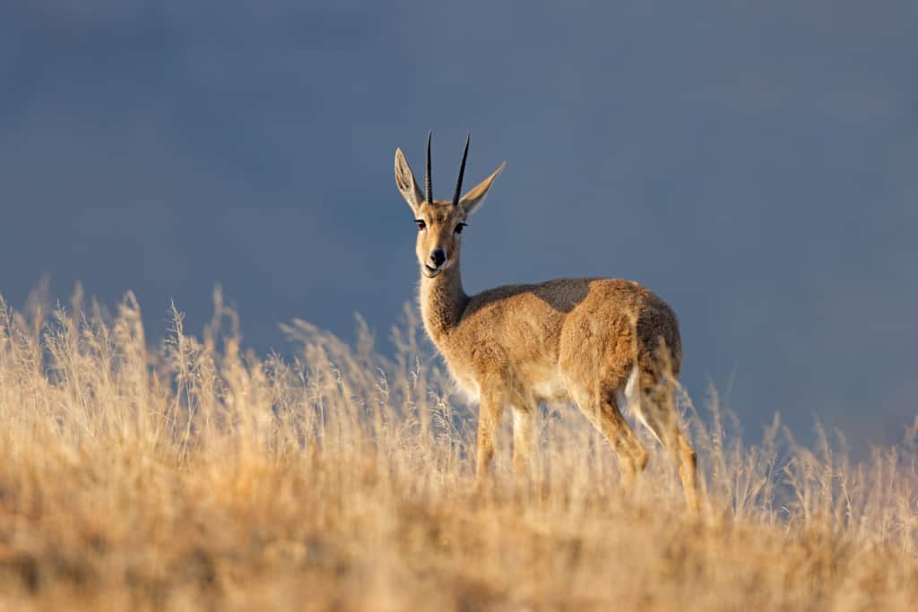 Mountain Zebra National Park rhebuck