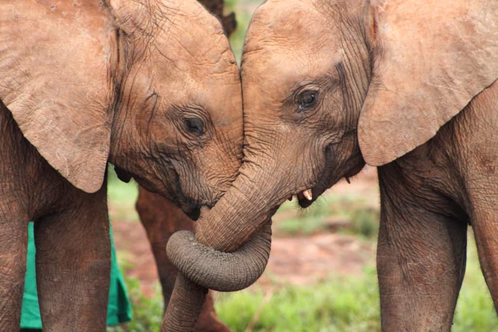 Two baby elephants in Mwaluganje Elephant Sanctuary