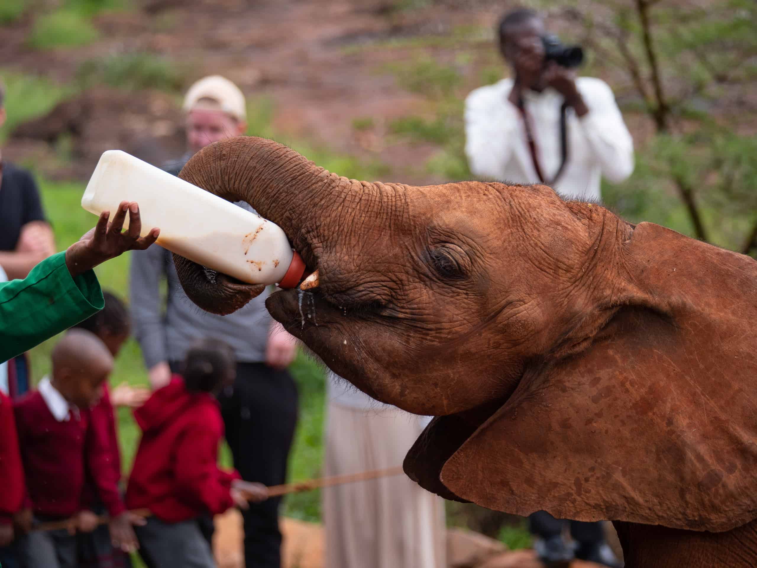 nairobi safari