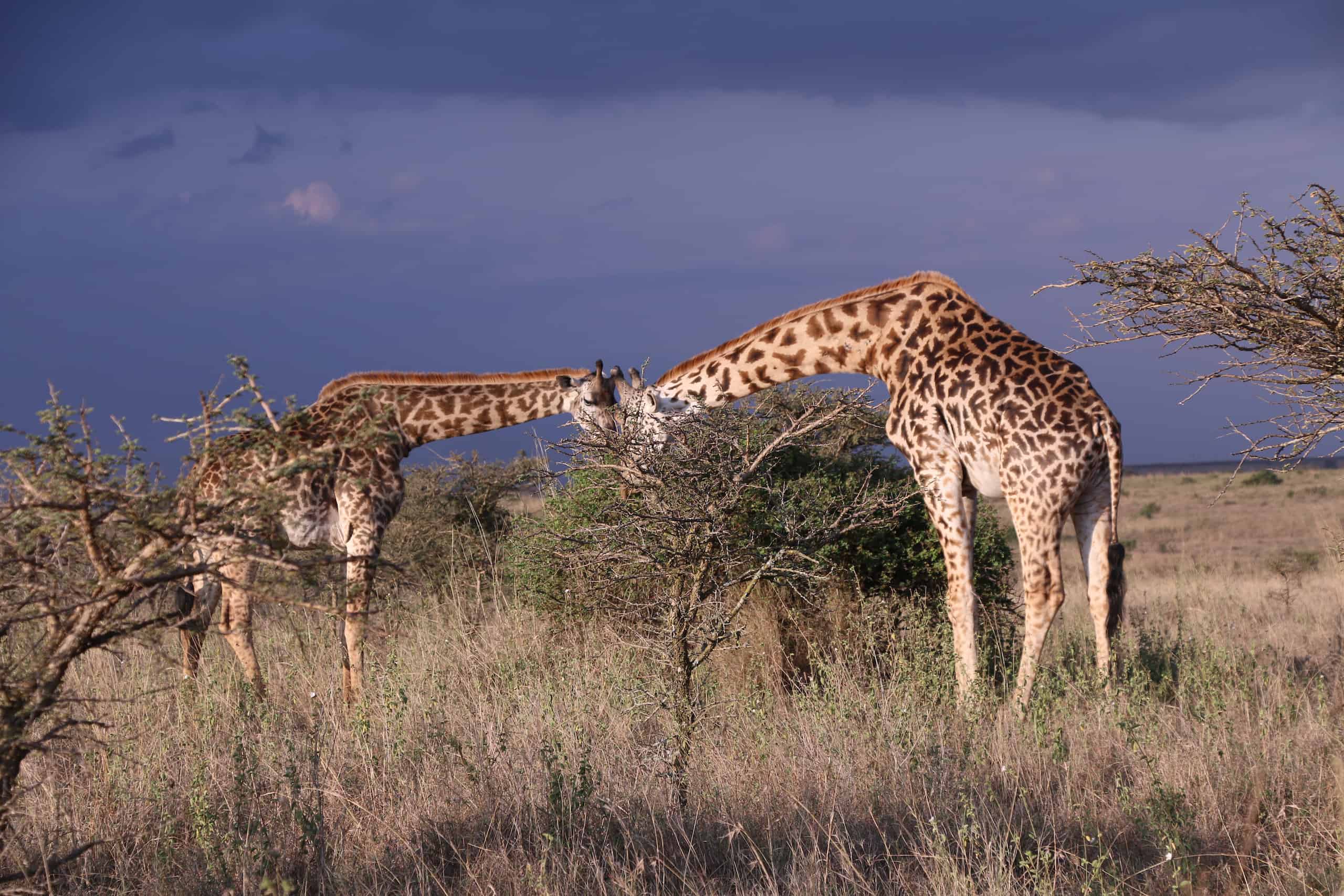 safari nairobi