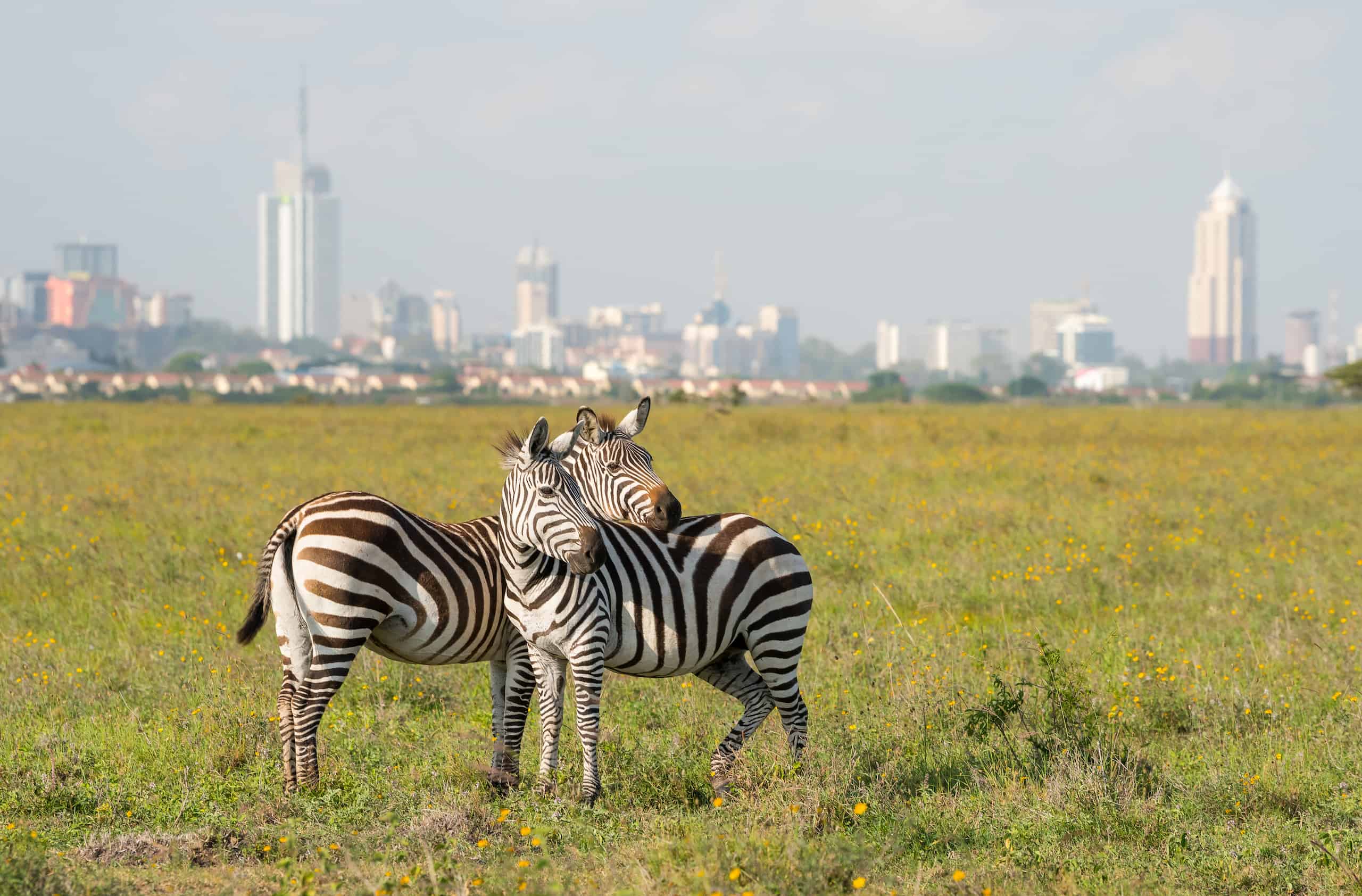 safaris out of nairobi