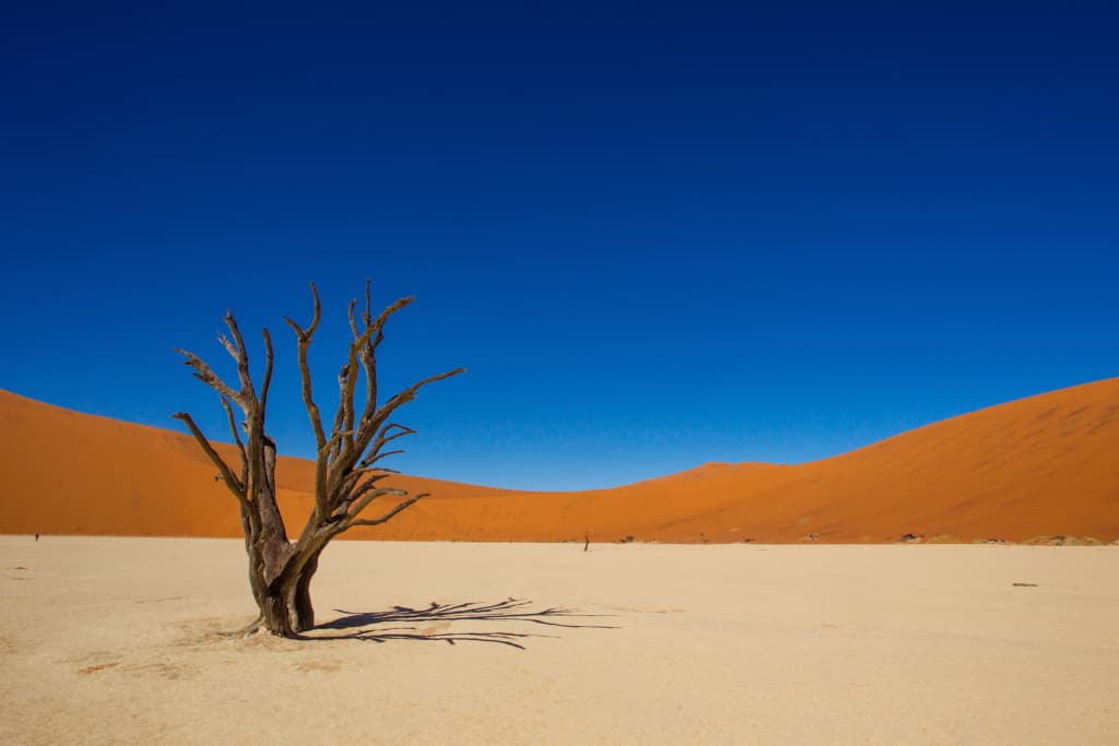 Namib-Naukluft NP red dunes and tree on barren plains