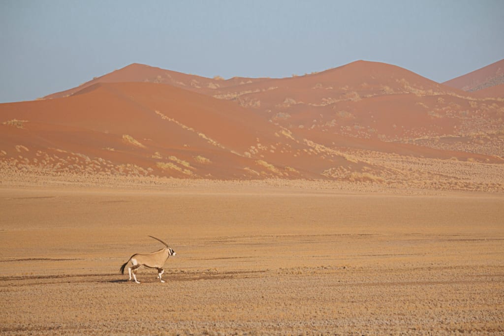 Namib-Naukluft National Park gemsbok