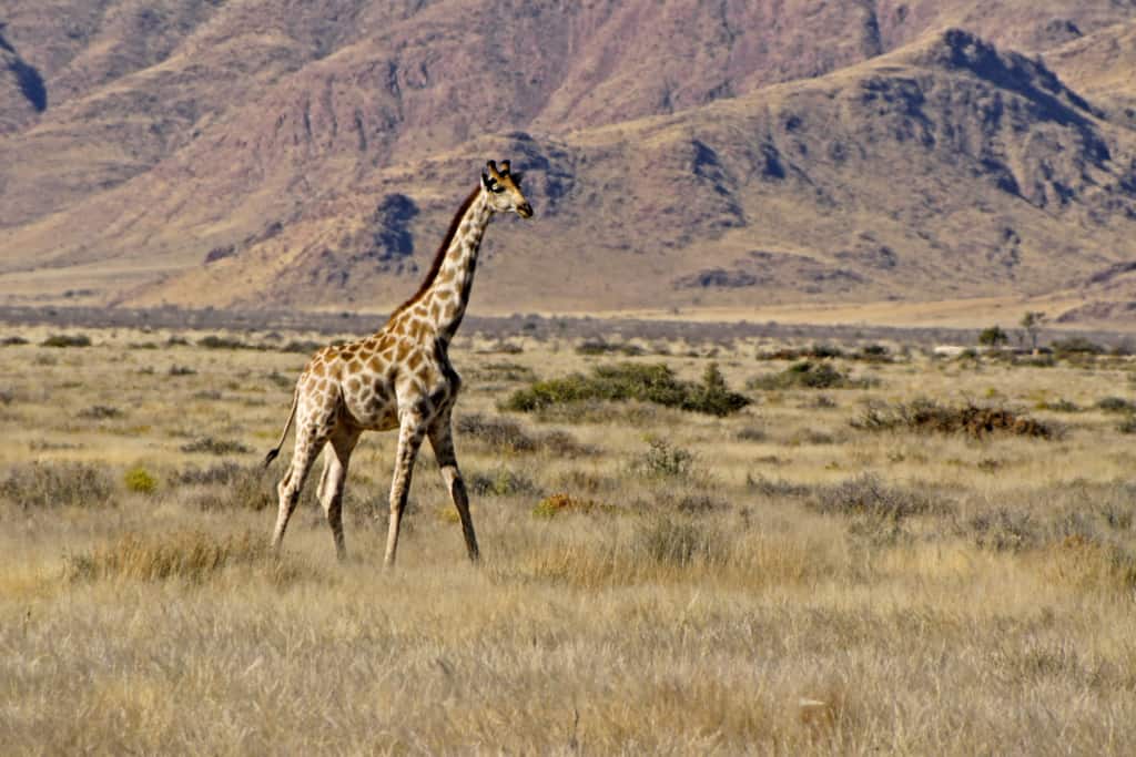 Namib-Naukluft National Park giraffe