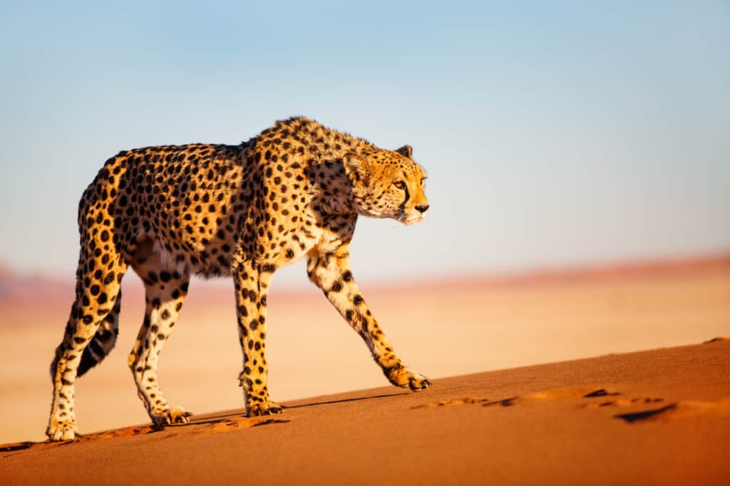 Namibia safari cheetah