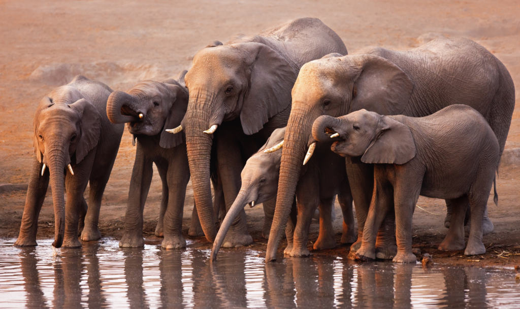 Namibia safari elephants