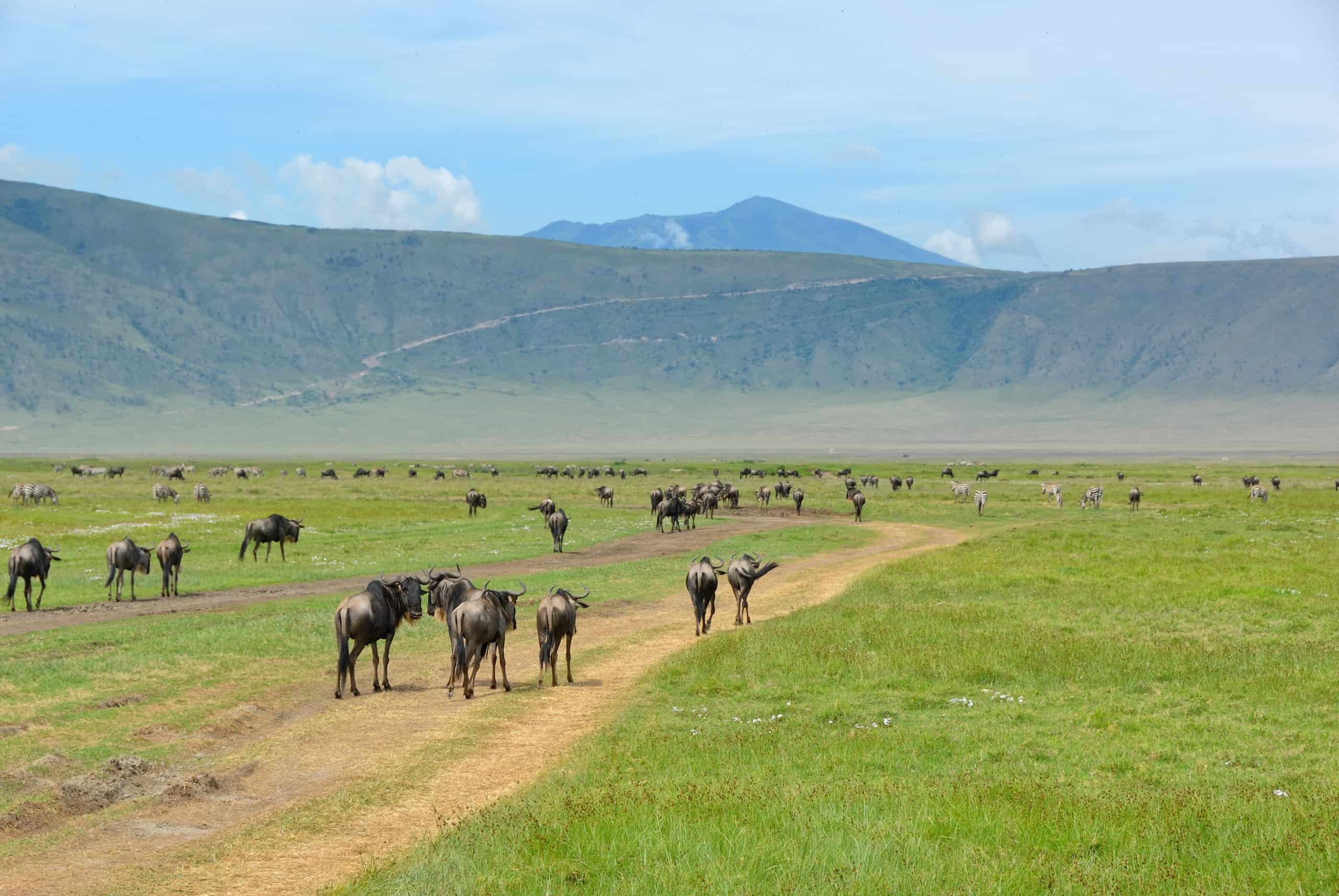 serengeti and ngorongoro crater safari