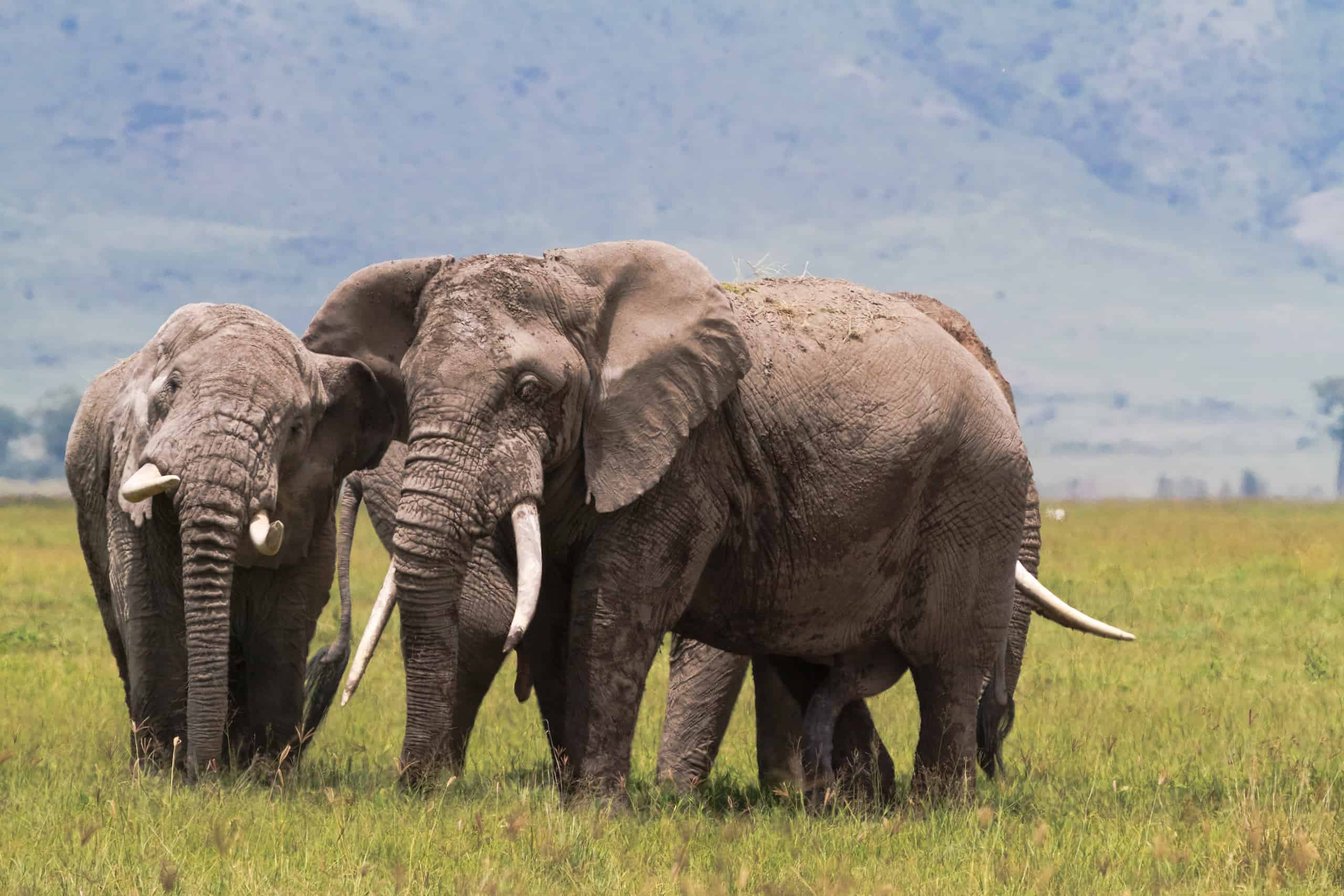 serengeti and ngorongoro crater safari