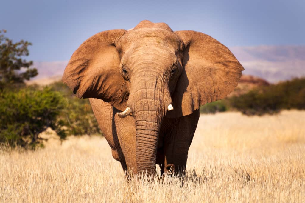 Nkasa Rupara National Park elephant