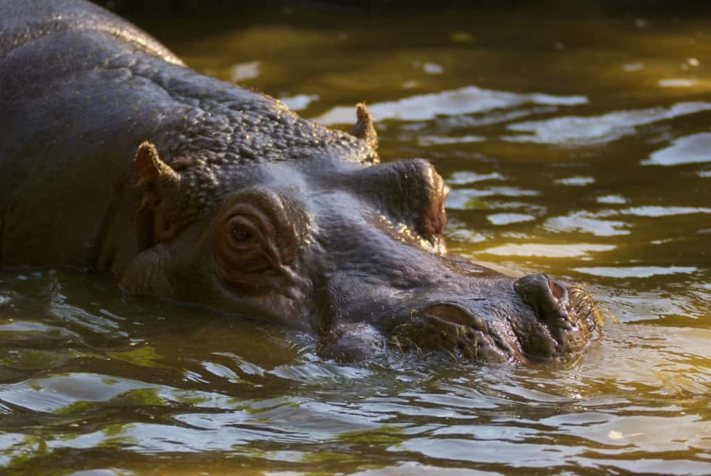 Nkasa Rupara National Park hippo