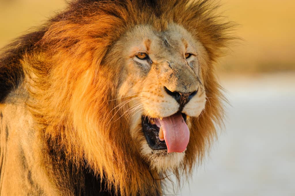 Phinda Game Reserve lion with tongue out