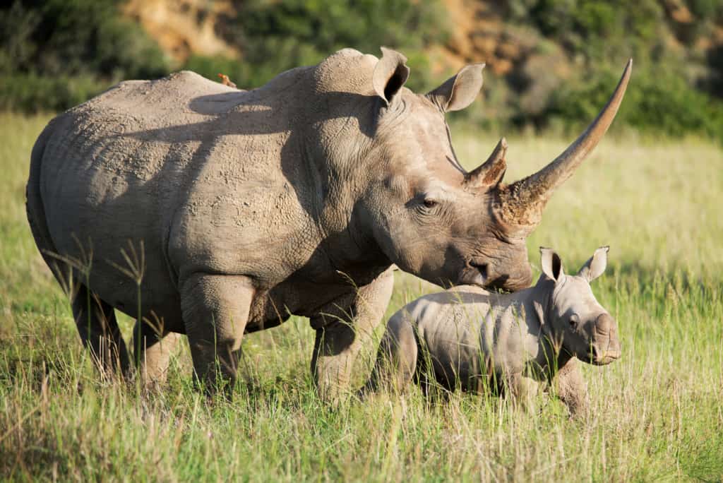 Phinda Game Reserve rhinos