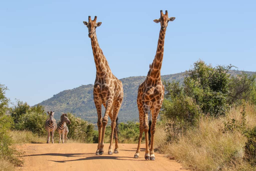 Pilanesberg Game Reserve giraffes and zebras