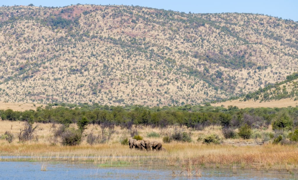 Pilanesberg Game Reserve Park landscape and elephants