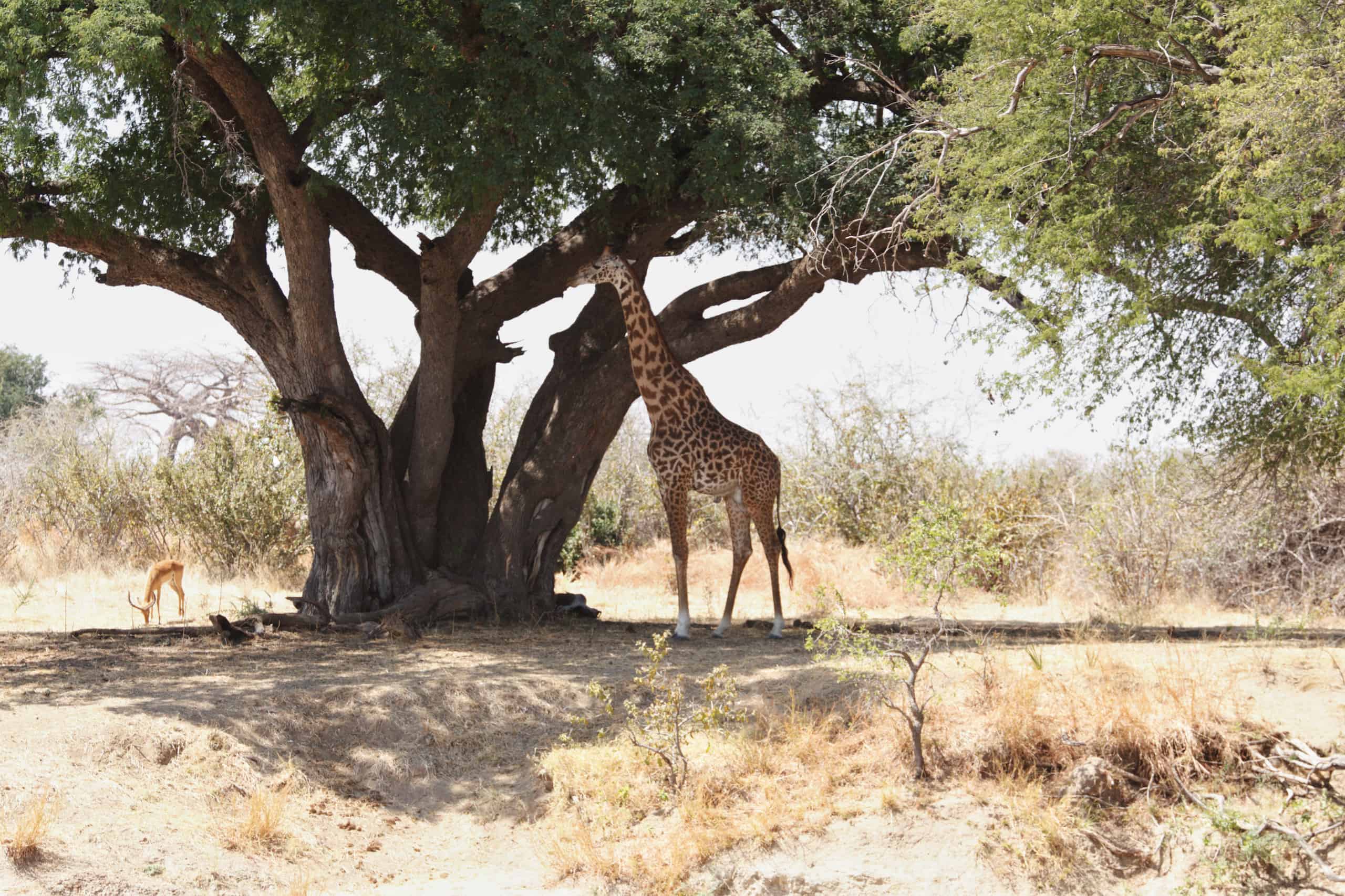 ruaha best time for safari