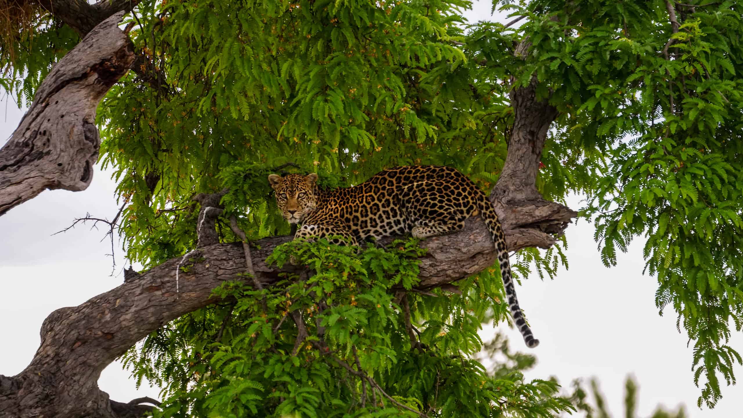 ruaha best time for safari