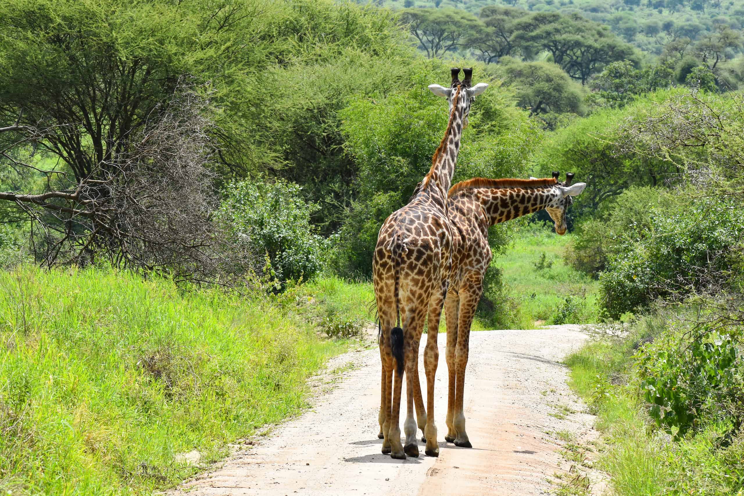 safari saadani national park