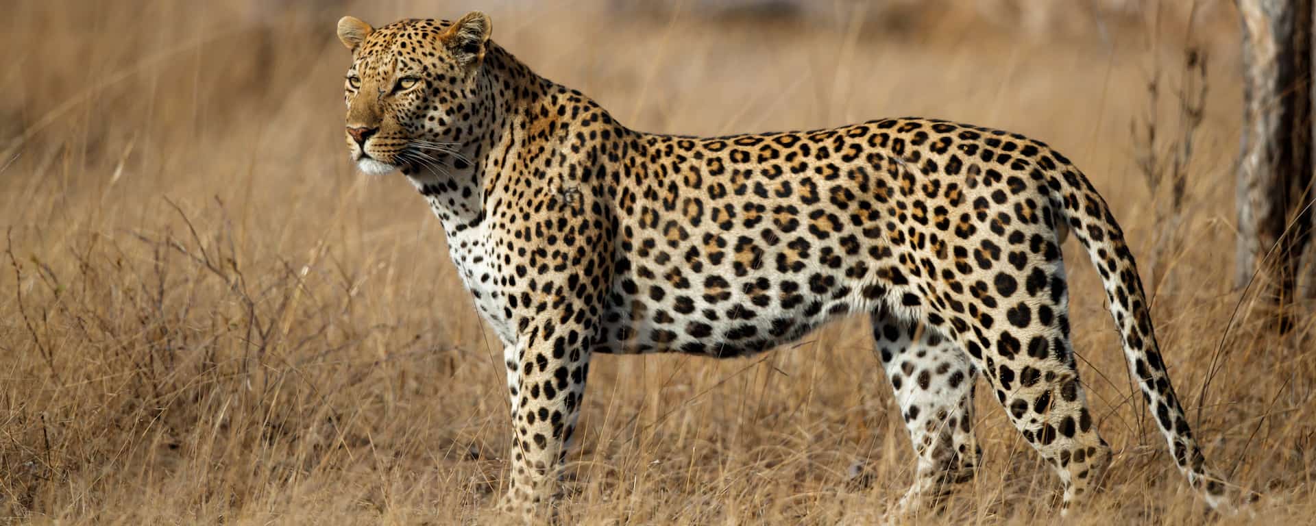Sabi Sabi Game Reserve Safari: Prices, Best time, Fees 2025
