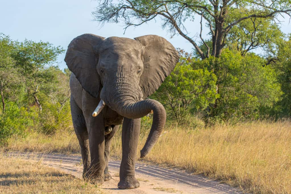 Sabi Sand Private Game Reserve elephant walking