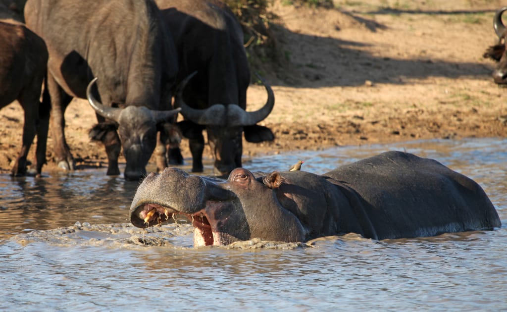 Sabi Sand Private Game Reserve hippos in water