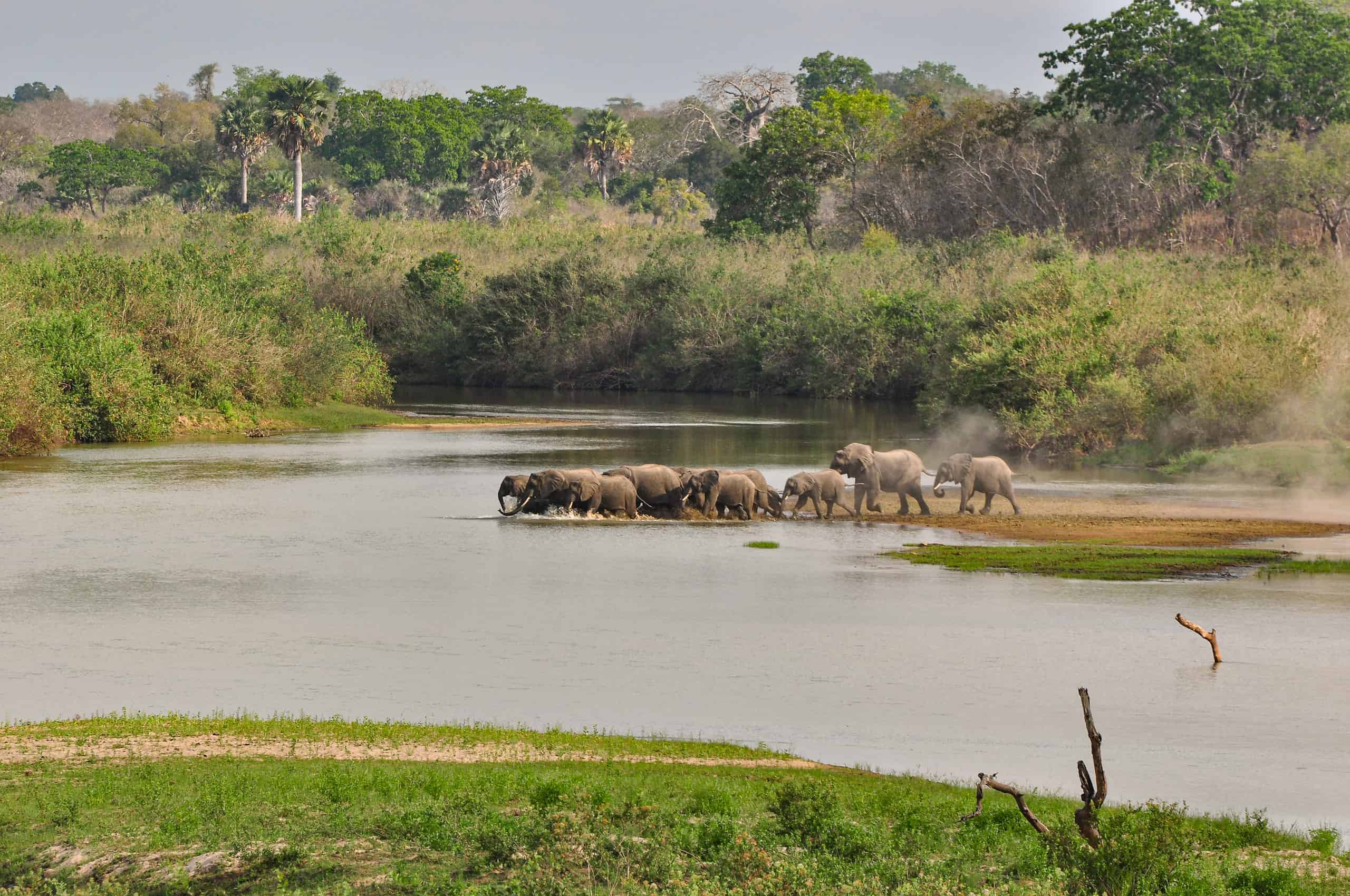 selous game reserve safari