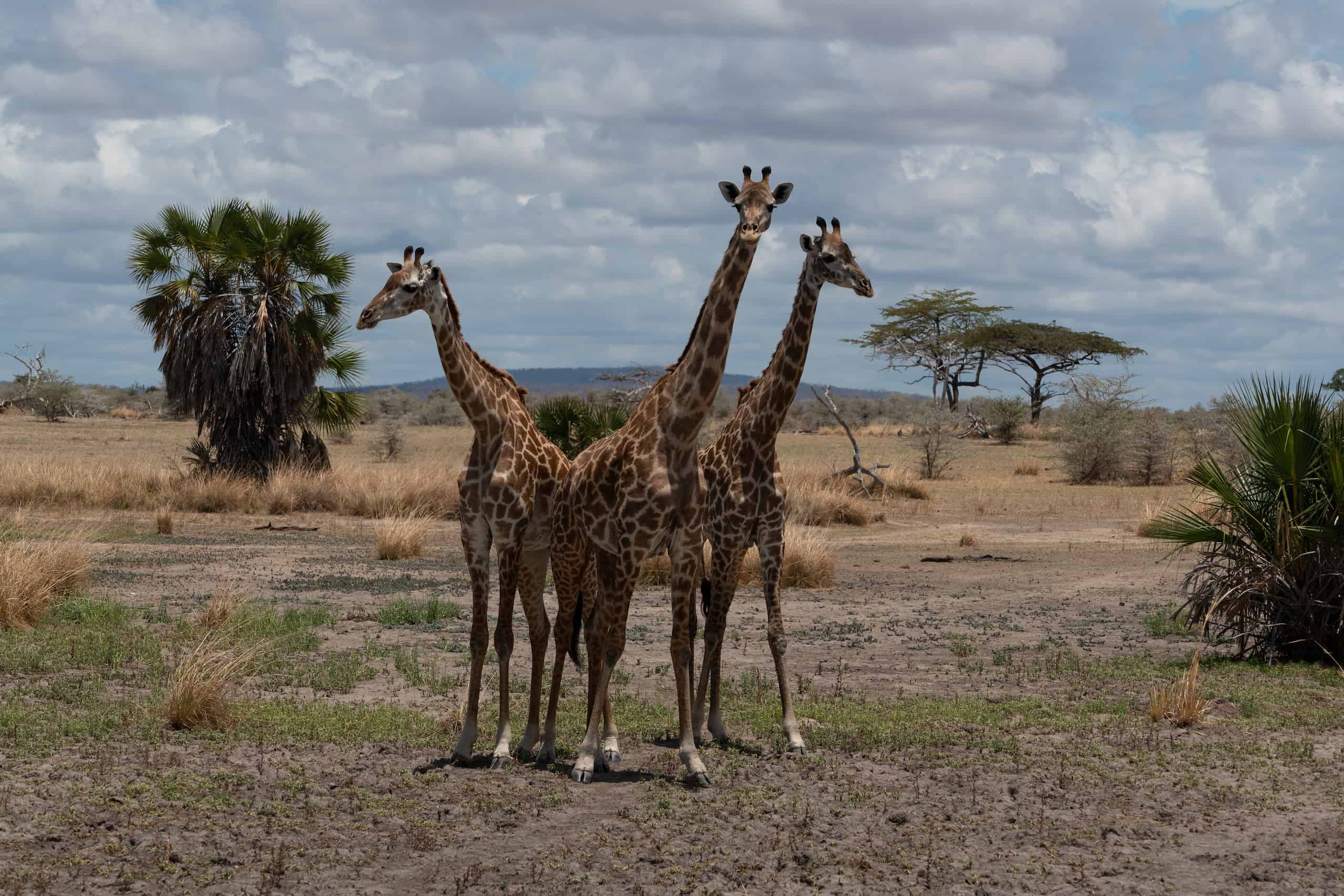 selous game reserve safari