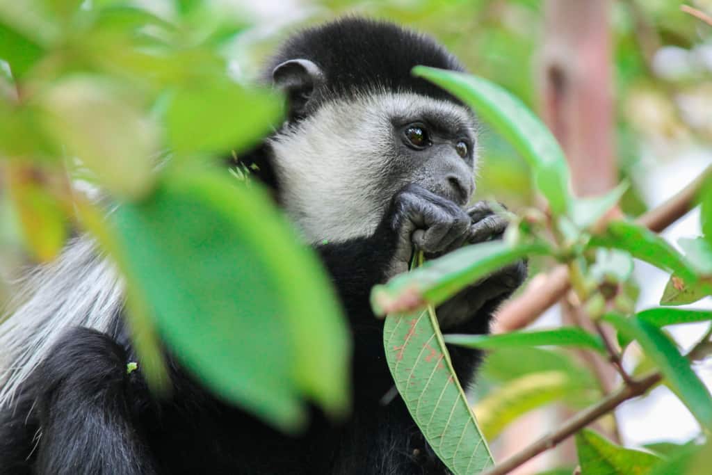 An Abyssinian Black and white Colobus in Semuliki National Park