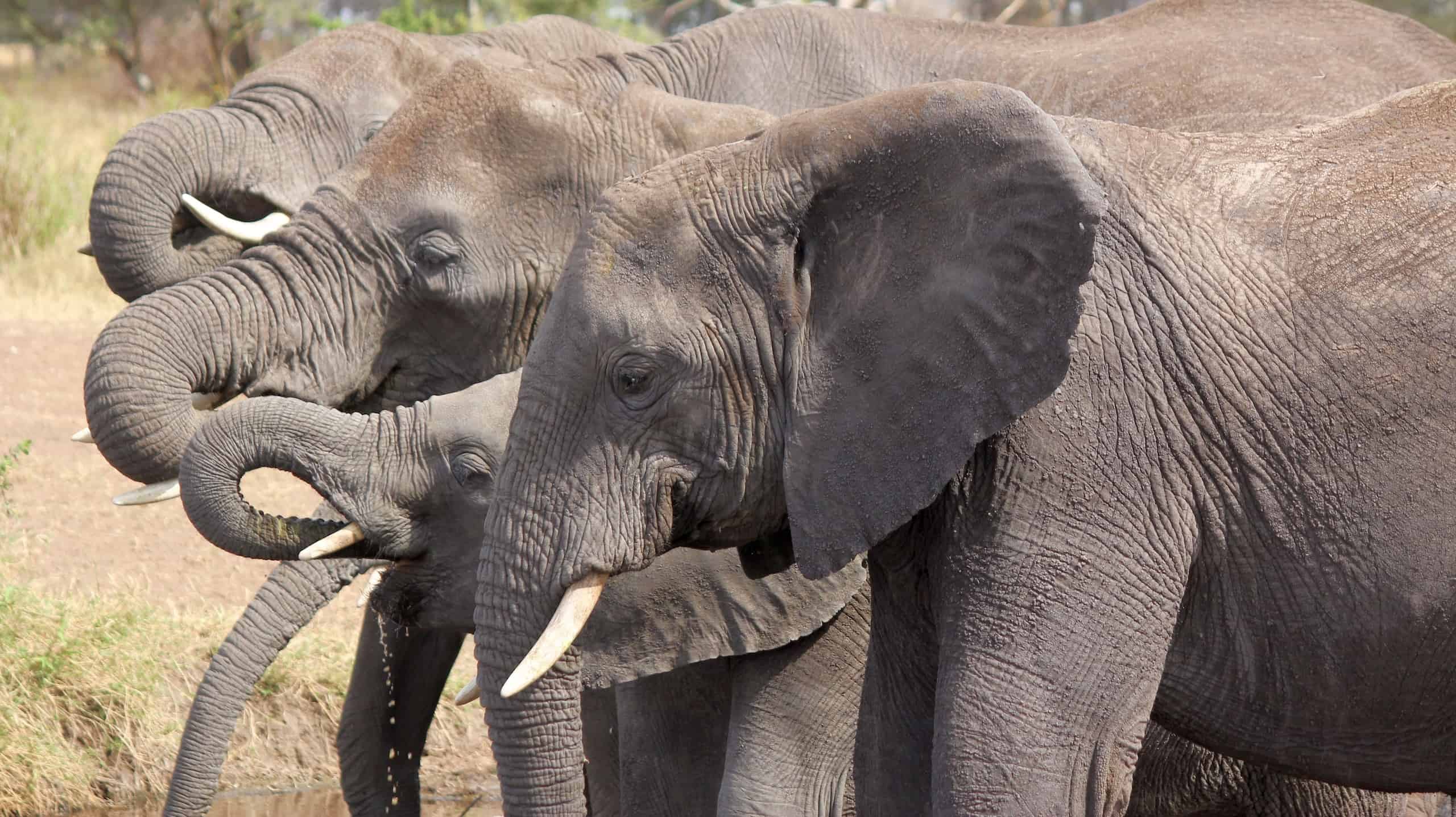 serengeti safari kosten