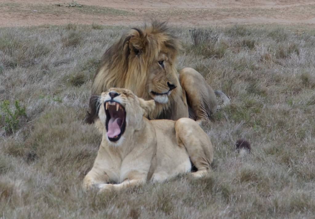 Shamwari Private Game Reserve lion and lioness