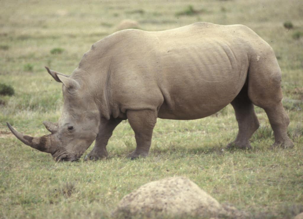 Shamwari Game Reserve rhino